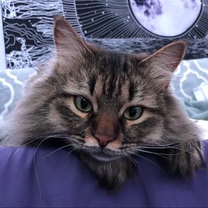 Meet your Posher, Autumn